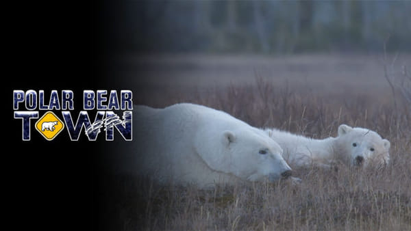 Polar Bear Town